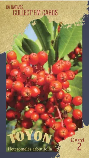 AWI nature trading card 2