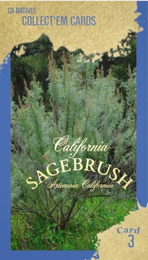 AWI nature trading card 3