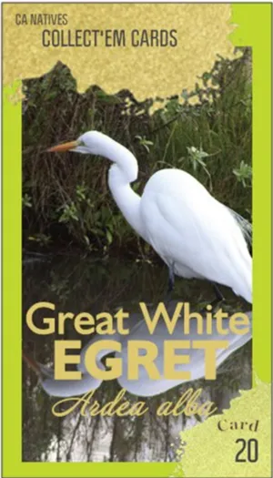 AWI nature trading card 20
