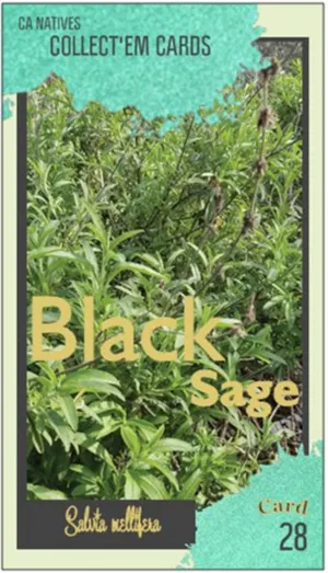 AWI nature trading card 28