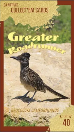 AWI nature trading card 40