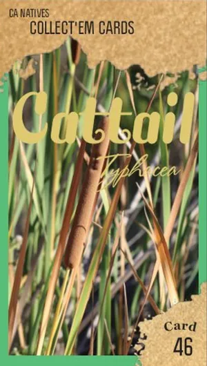 AWI nature trading card 46