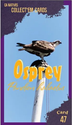 AWI nature trading card 47