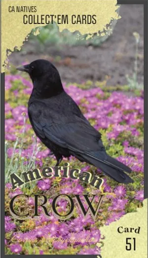 AWI nature trading card 51