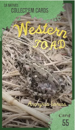 AWI nature trading card 55