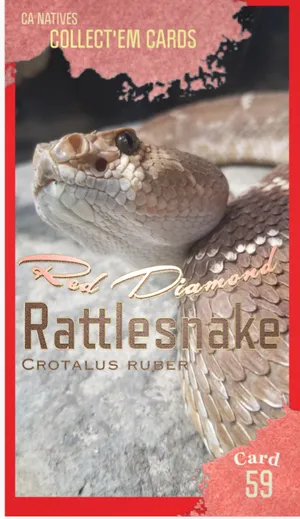 AWI nature trading card 59