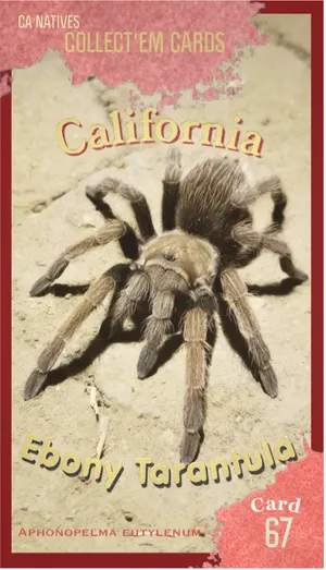 AWI nature trading card 67