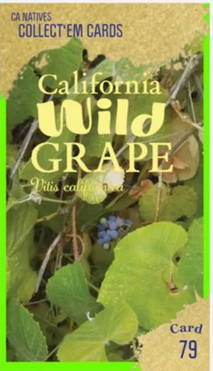 AWI nature trading card 79