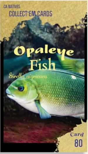 AWI nature trading card 80