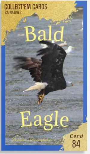 AWI nature trading card 84