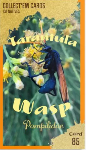 AWI nature trading card 85
