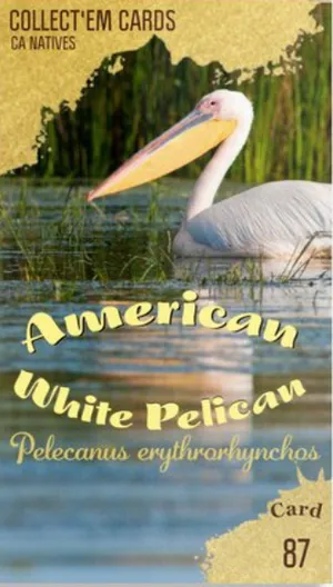 AWI nature trading card 87
