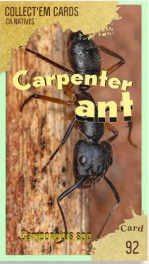 AWI nature trading card 92